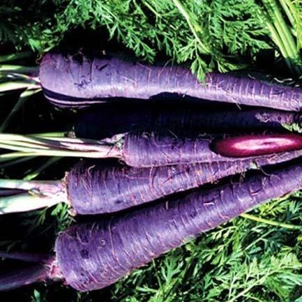 Chemvera Natural Colour Biocon Colors - Natural Purple Colour (Black Carrot Powder Extract)